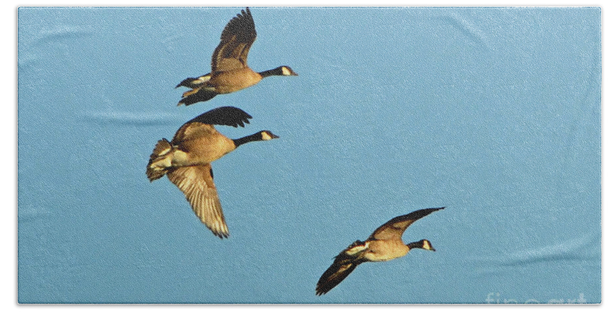 3 Geese Bath Towel featuring the photograph 3 Geese in Flight by Cindy Schneider