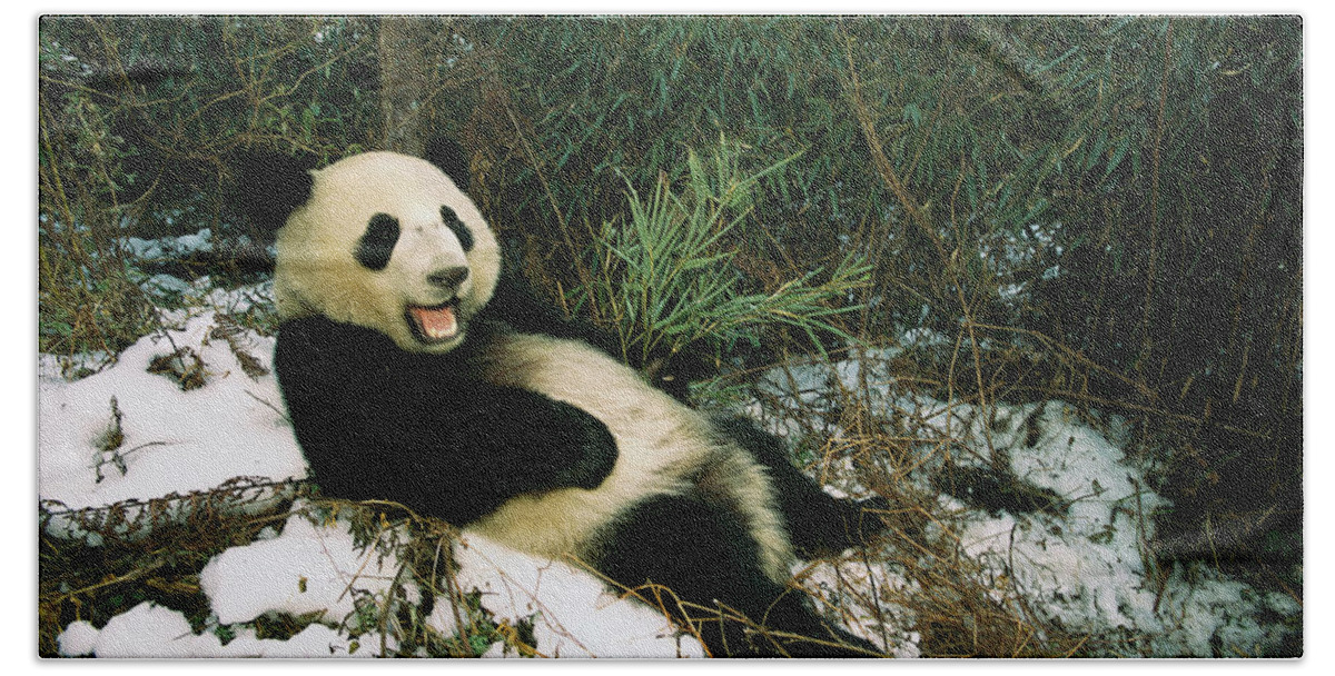 Mp Bath Towel featuring the photograph Giant Panda Ailuropoda Melanoleuca #3 by Pete Oxford
