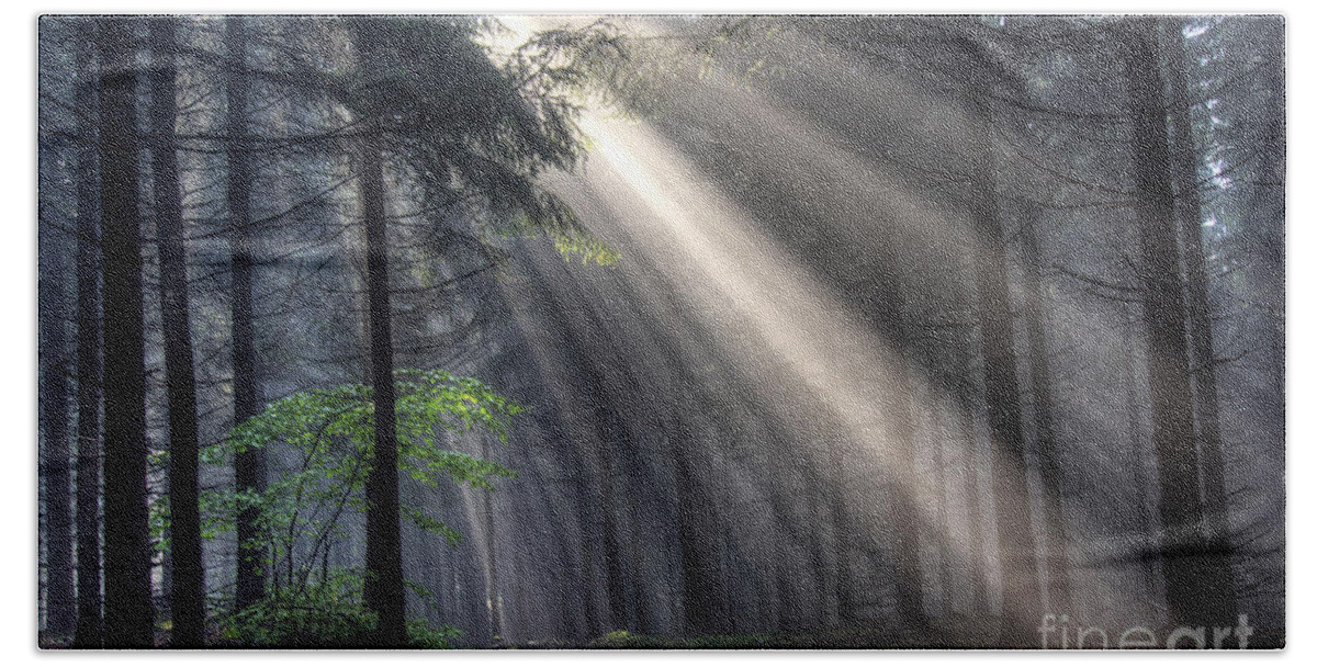 Rays Hand Towel featuring the photograph God beams - coniferous forest in fog #3 by Michal Boubin