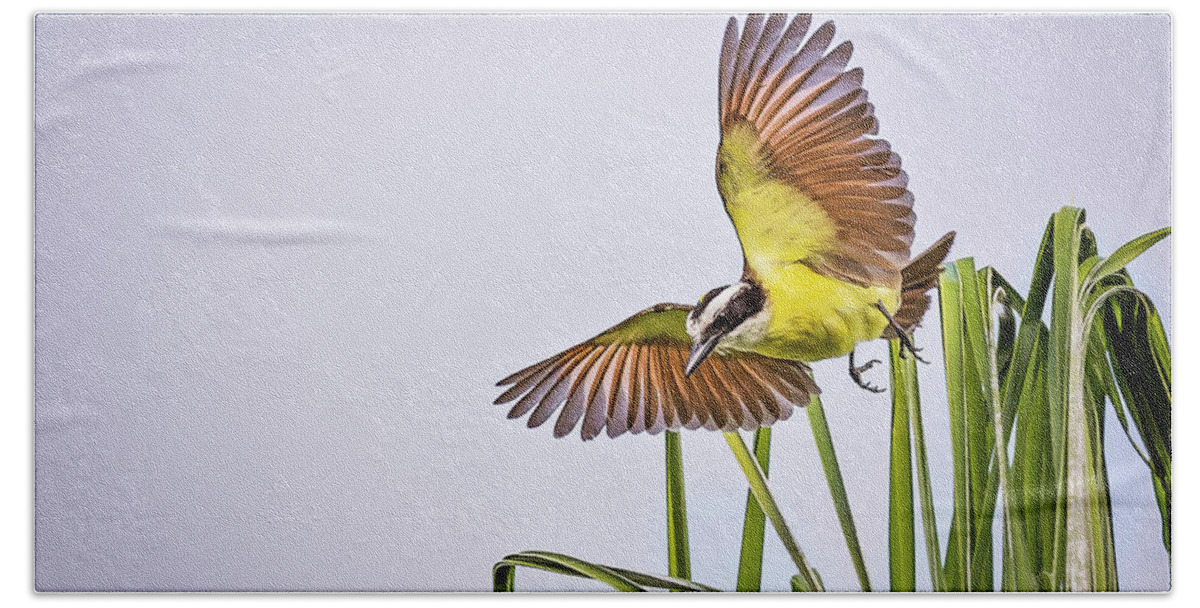 Animal Hand Towel featuring the photograph Great Crested Flycatcher #3 by Peter Lakomy