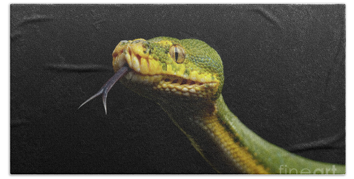 Snake Bath Towel featuring the photograph Green Tree Python. Morelia viridis. Isolated black background #1 by Sergey Taran