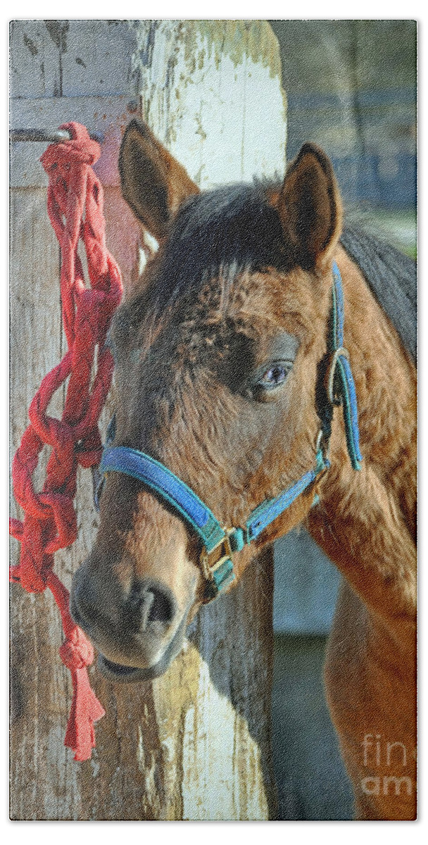 Animal Hand Towel featuring the photograph Horse #2 by Savannah Gibbs