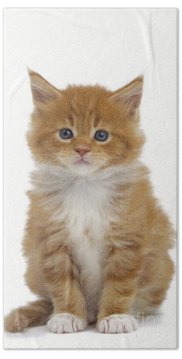 Cat Bath Towel featuring the photograph Maine Coon Kitten #3 by Jean-Michel Labat