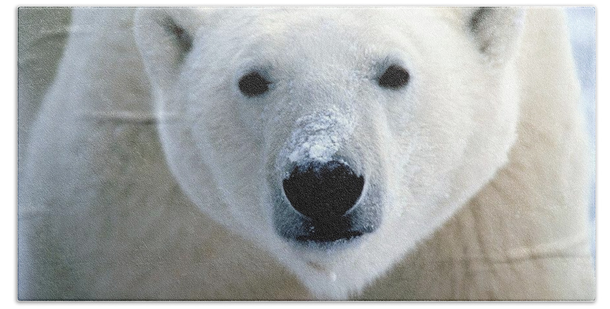 Polar Bear Hand Towel featuring the photograph Polar Bear #3 by Jackie Russo