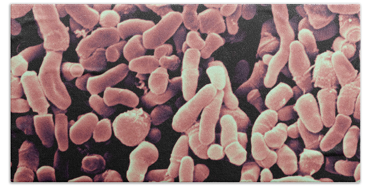 Propionibacterium Acnes Bath Towel featuring the photograph Propionibacterium Acnes Bacteria, Sem #3 by Scimat