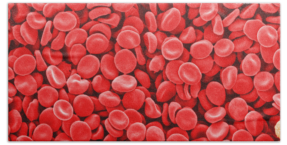 Red Blood Cells Bath Towel featuring the photograph Red Blood Cells, Sem by Scimat