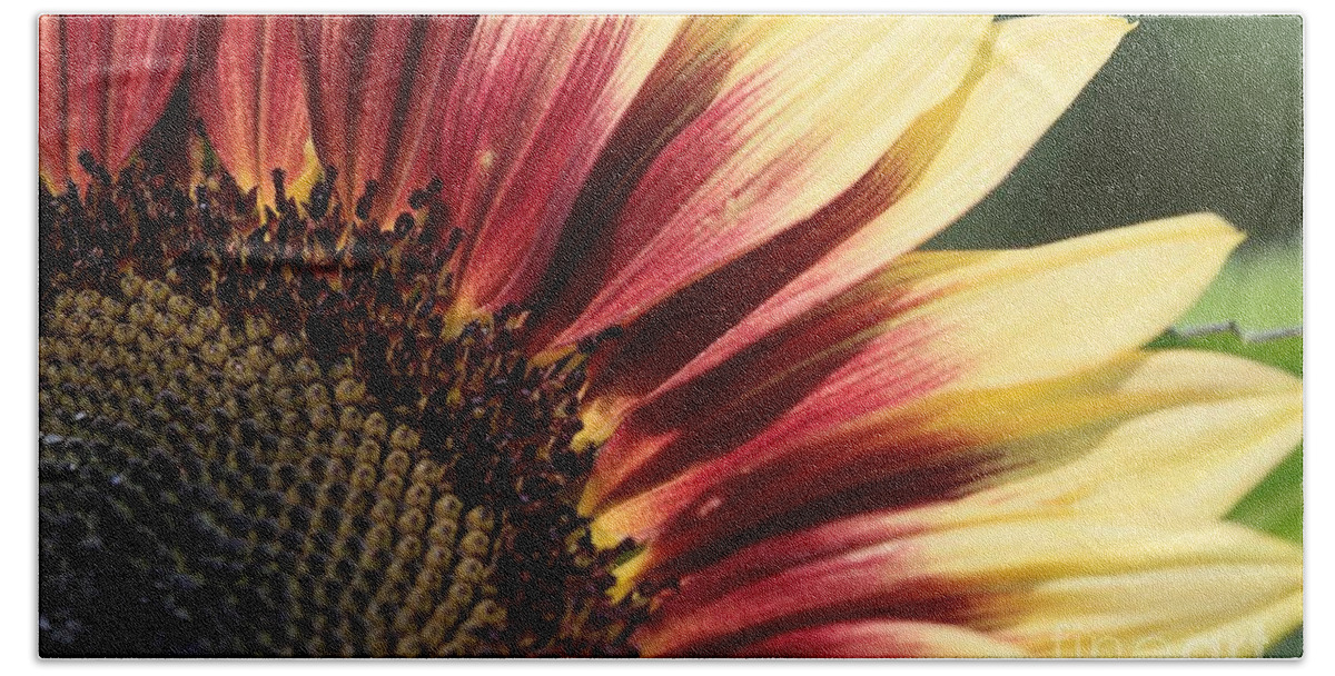 Mccombie Bath Towel featuring the photograph Sunflower named Ruby Eclipse #3 by J McCombie