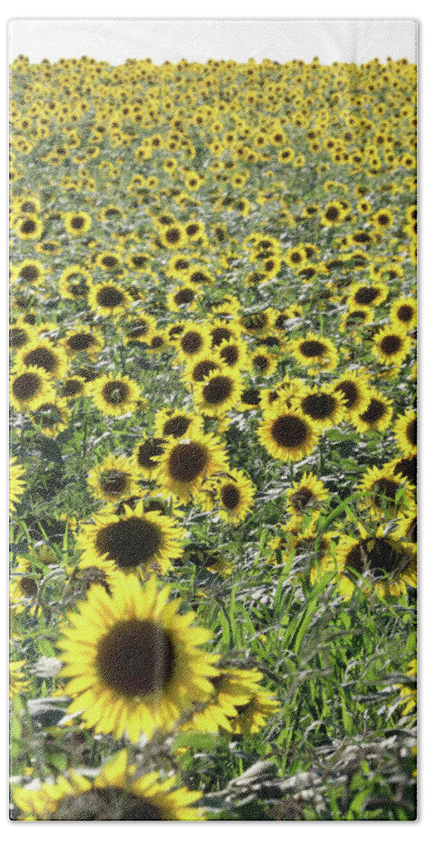 Sunflower Hand Towel featuring the photograph Sunflowers Mattituck New York #3 by Bob Savage