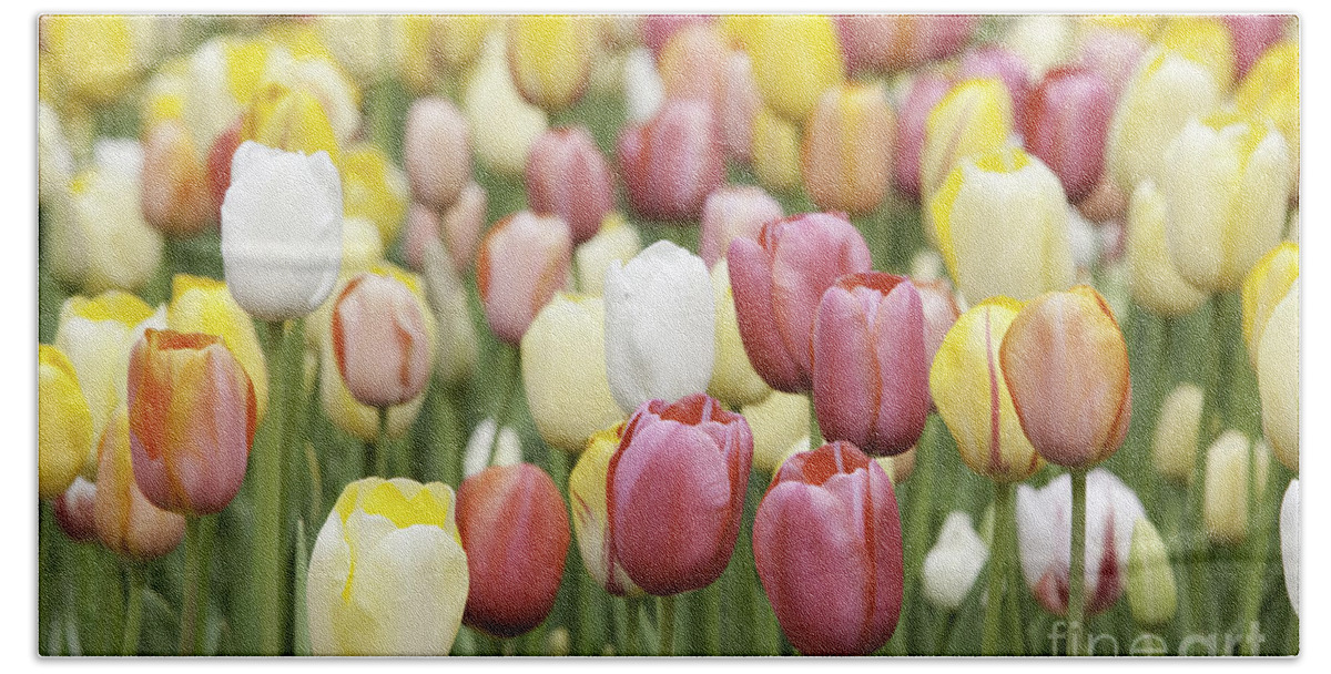Garden Bath Towel featuring the photograph Tulip Garden #3 by Anthony Totah