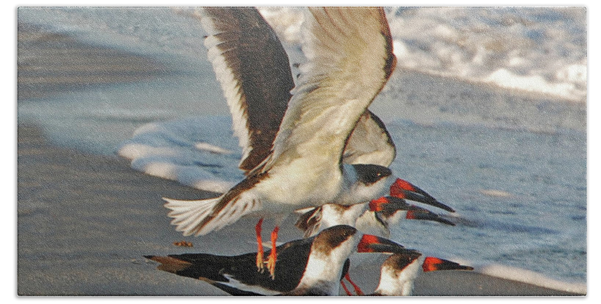 Black Skimmers Bath Towel featuring the photograph 3- Upward and Onward by Joseph Keane