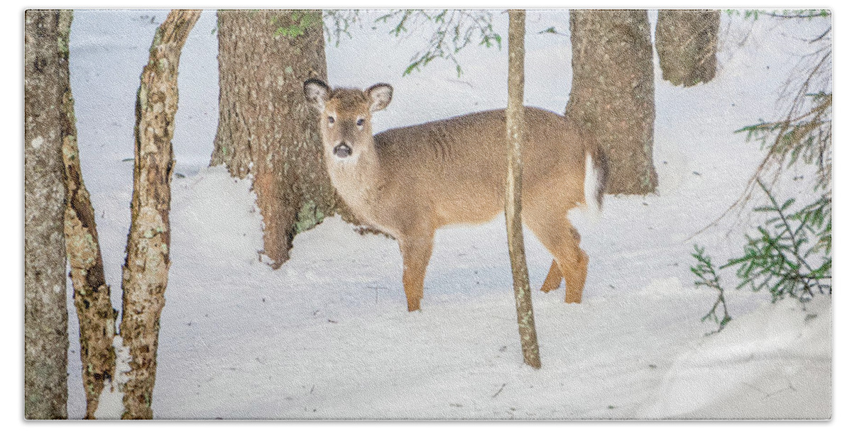 White Bath Towel featuring the photograph White Tailed Deer Seeking Food In Snow #3 by Alex Grichenko