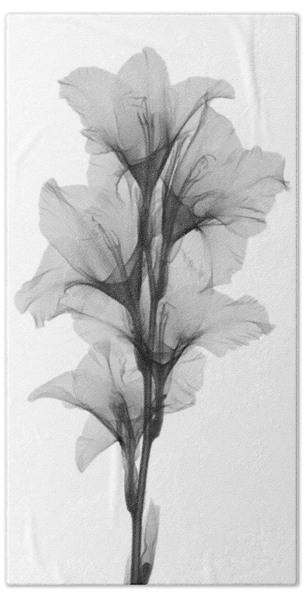 Xray Bath Towel featuring the photograph X-ray Of A Gladiola Flower #3 by Ted Kinsman
