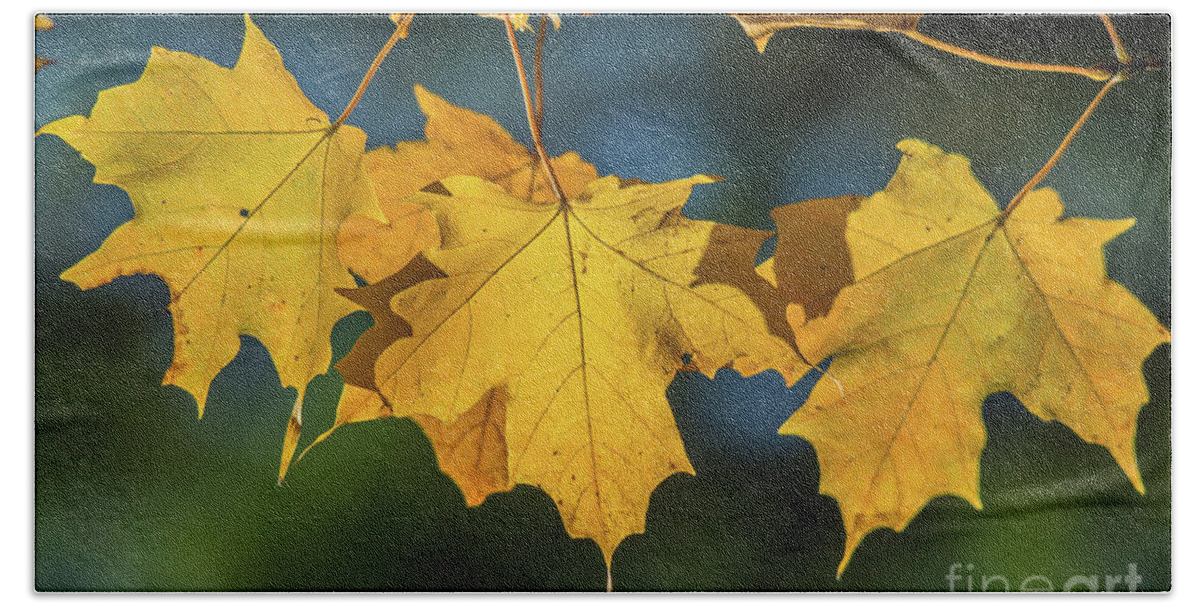 Cheryl Baxter Photography Bath Towel featuring the photograph 3 Yellow Maple Leaves by Cheryl Baxter