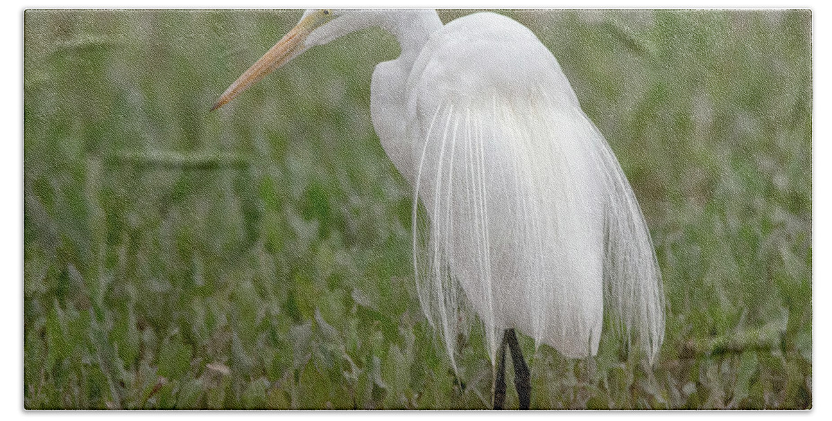 Great Hand Towel featuring the photograph Great Egret #36 by Tam Ryan