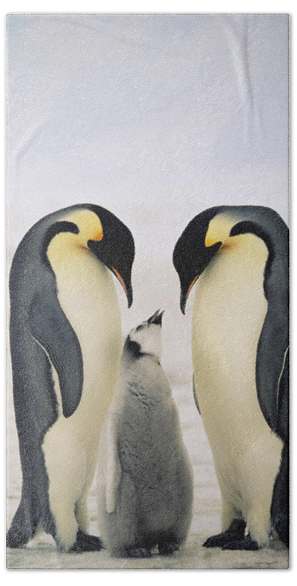 Mp Hand Towel featuring the photograph Emperor Penguin Family by Konrad Wothe