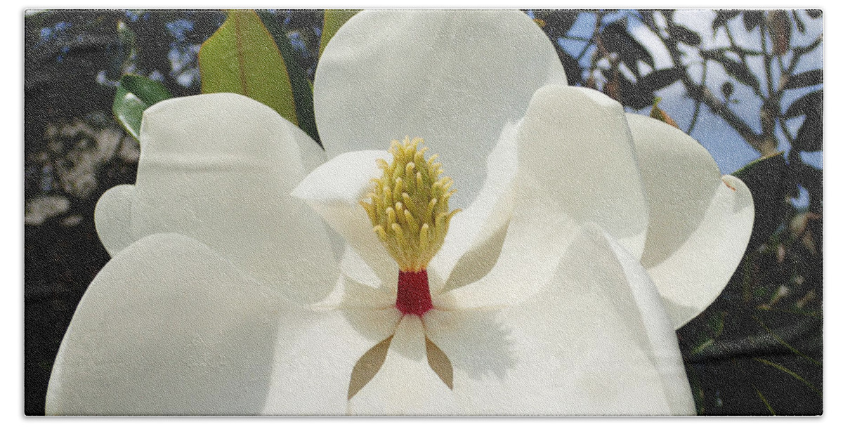 Magnolia Bath Towel featuring the photograph Magnolia Blossom #4 by Farol Tomson