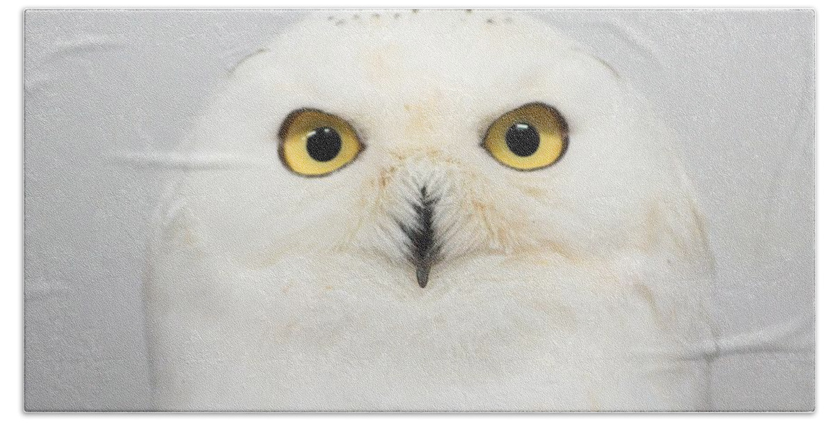 Kobe Animal Kingdom Bath Towel featuring the photograph Owl #5 by Takaaki Yoshikawa