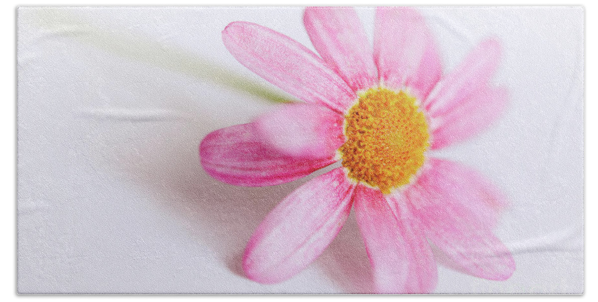 Pink Hand Towel featuring the photograph Pink Aster flower #4 by Nick Biemans