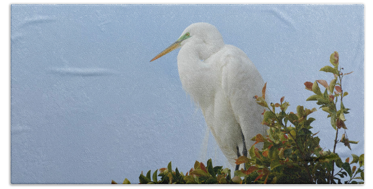 Great Egret Hand Towel featuring the photograph Poised #4 by Fraida Gutovich