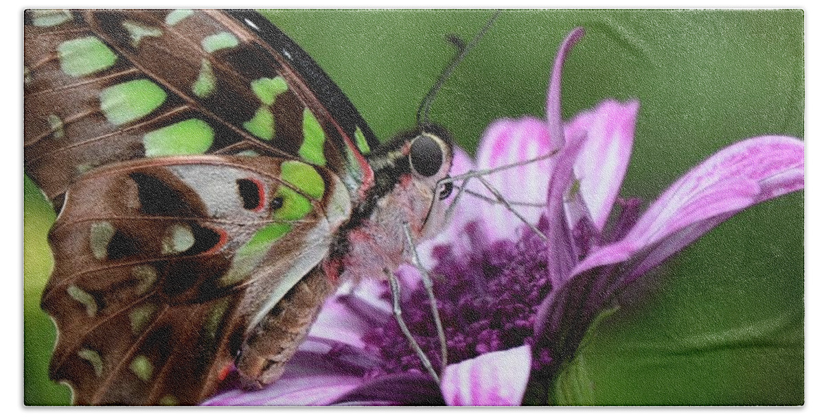 Butterfly Hand Towel featuring the photograph Tailed Jay #10 by Ronda Ryan
