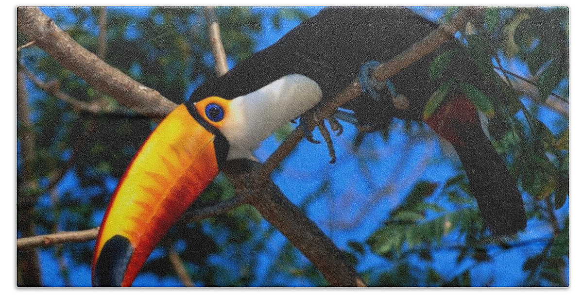Toco Toucan Hand Towel featuring the photograph Toco toucan #4 by Jackie Russo