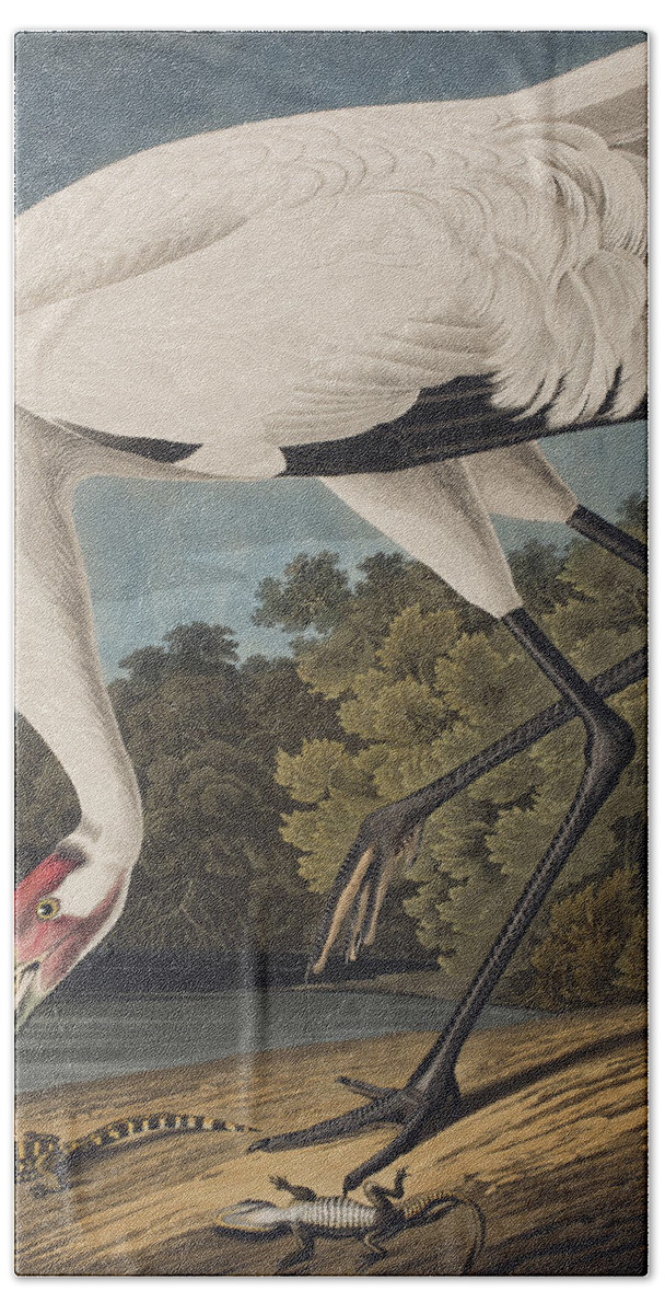 Whooping Crane Hand Towel featuring the painting Whooping Crane by John James Audubon