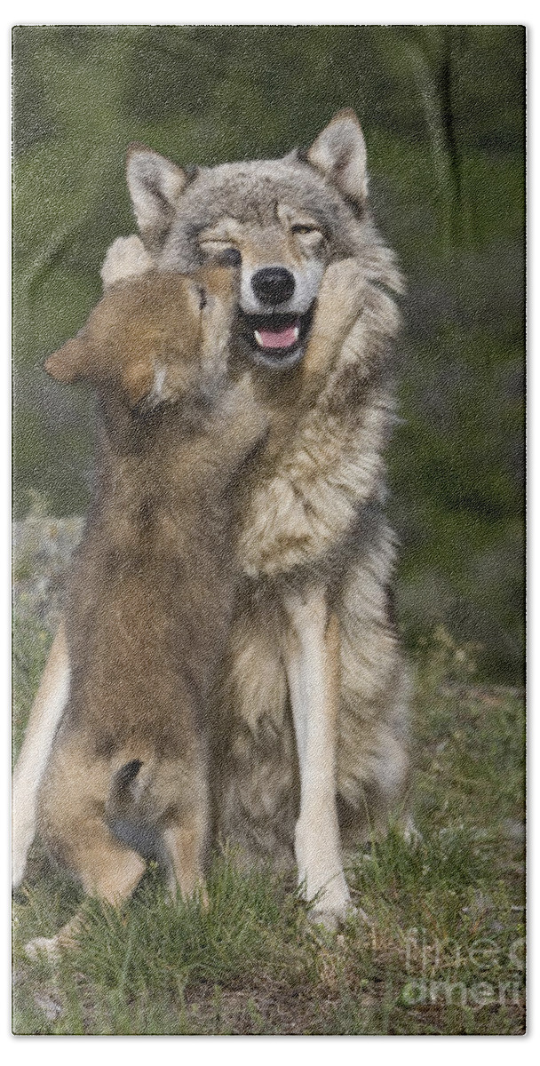 Gray Wolf Bath Towel featuring the photograph Wolf Cub Begging For Food #4 by Jean-Louis Klein & Marie-Luce Hubert
