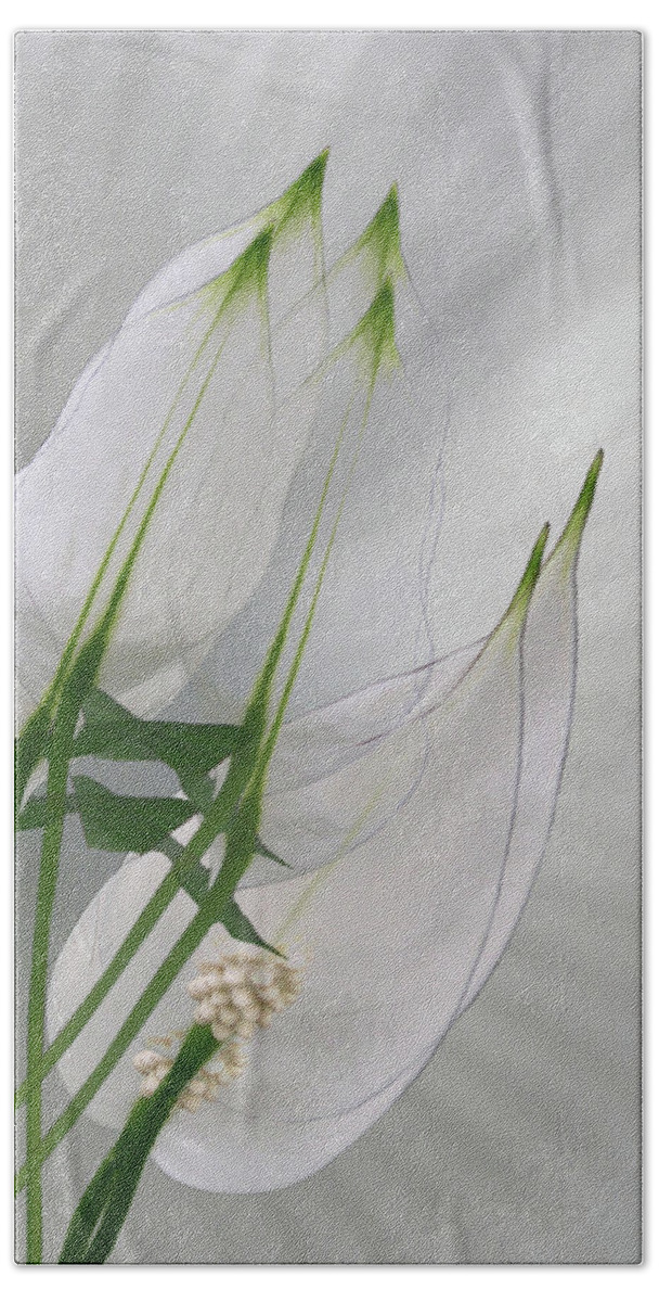 Easter Bath Towel featuring the photograph 4425 by Peter Holme III
