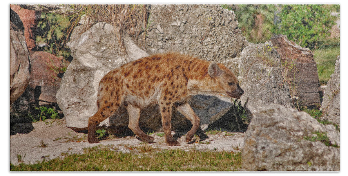 Spotted Hyena Bath Towel featuring the photograph 47- Spotted Hyena by Joseph Keane