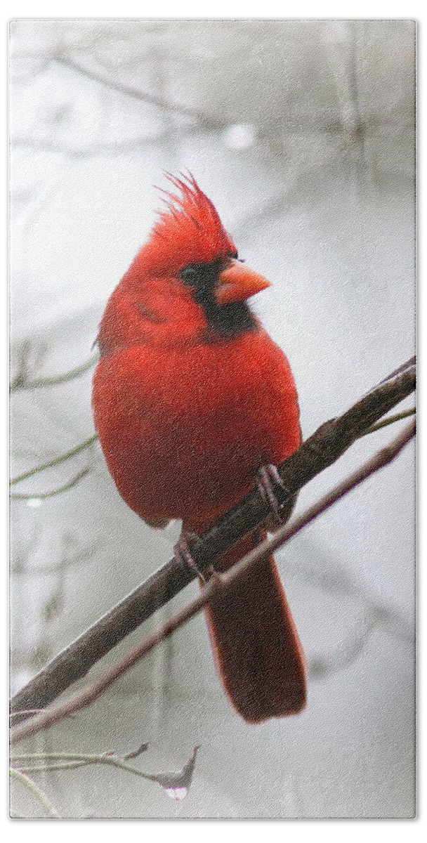 Northern Cardinal Bath Towel featuring the photograph 4772-001 - Northern Cardinal by Travis Truelove