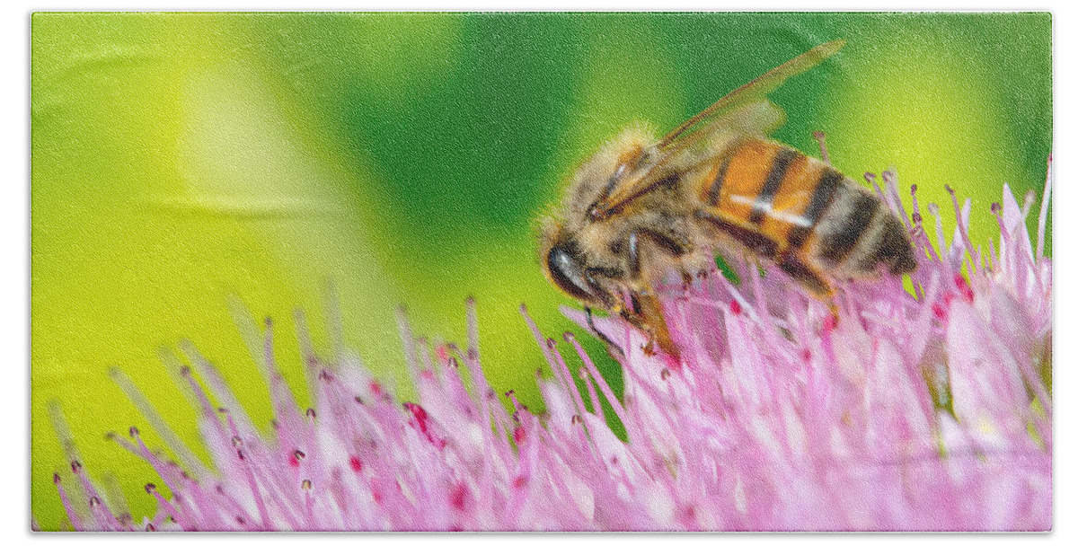 Canon Hand Towel featuring the photograph Bee and Sedum #5 by SR Green