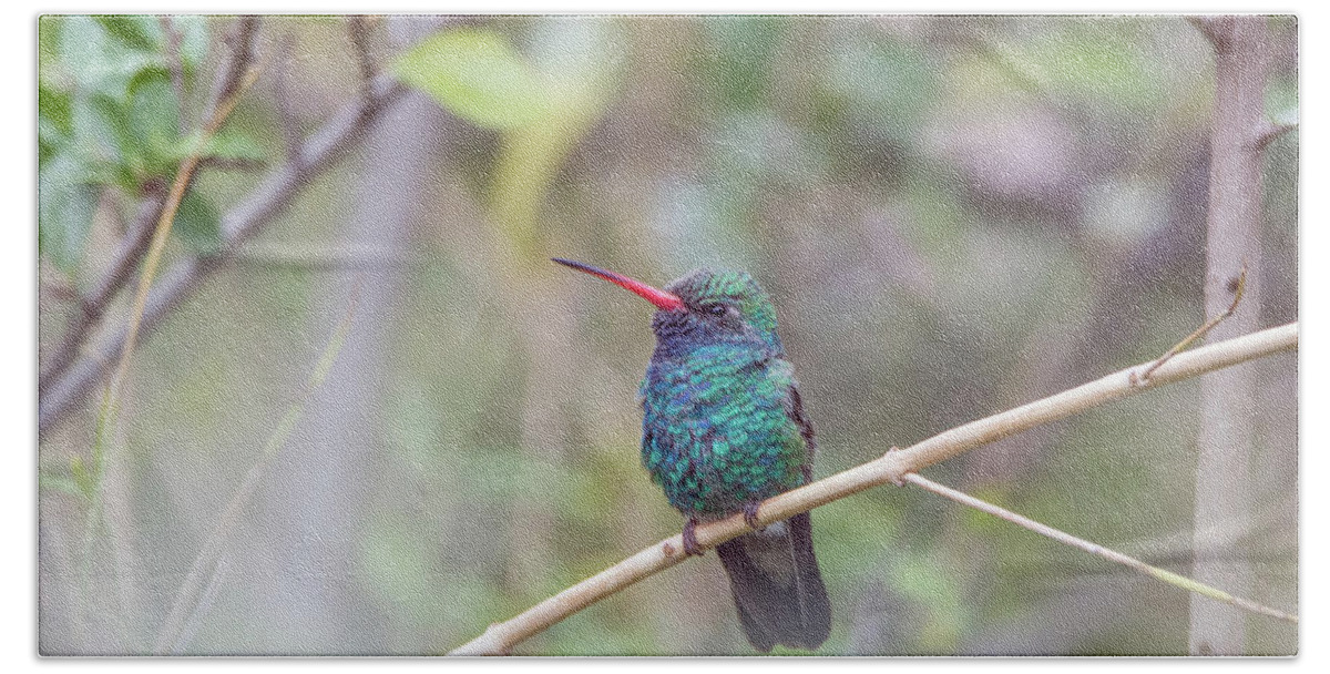 Broad-billed Hand Towel featuring the photograph Broad-billed Hummingbird #5 by Tam Ryan