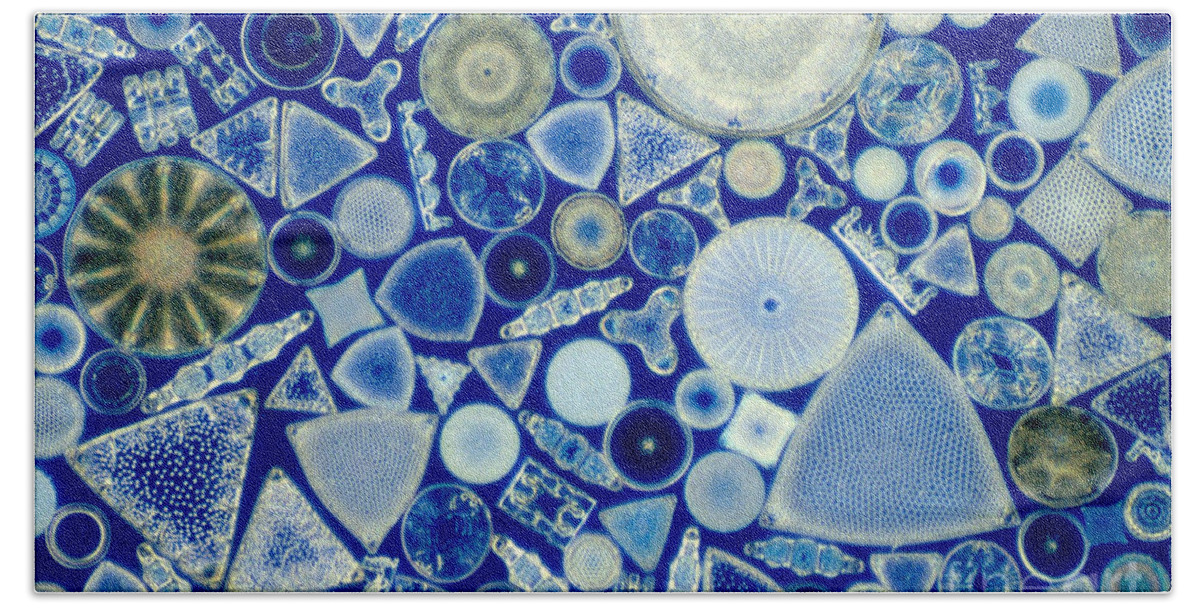Diatom Bath Towel featuring the photograph Diatoms by M. I. Walker
