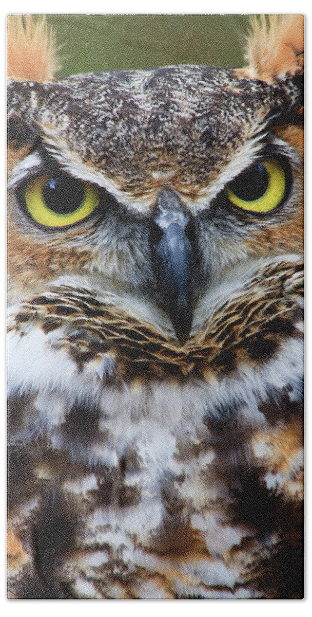 Great Bath Towel featuring the photograph Great Horned Owl #5 by Jill Lang