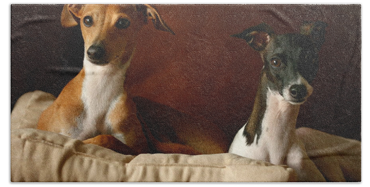 Editorial Bath Towel featuring the photograph Italian Greyhounds #3 by Angela Rath
