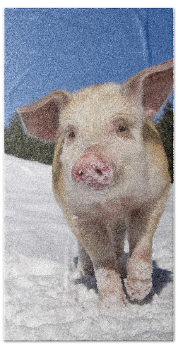 Piglet Bath Towel featuring the photograph Piglet Walking In Snow #5 by Jean-Louis Klein & Marie-Luce Hubert