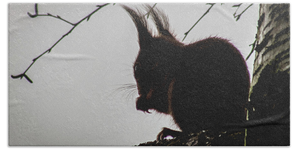 Bird Hand Towel featuring the photograph Squirrel #5 by Cesar Vieira