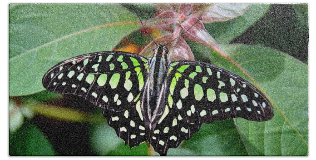Tailed Jay Butterfly Hand Towel featuring the photograph Tailed Jay #7 by Ronda Ryan
