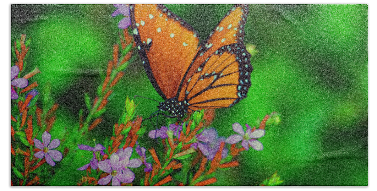 Viceroy Butterfly Bath Towel featuring the photograph 56- Viceroy Butterfly by Joseph Keane