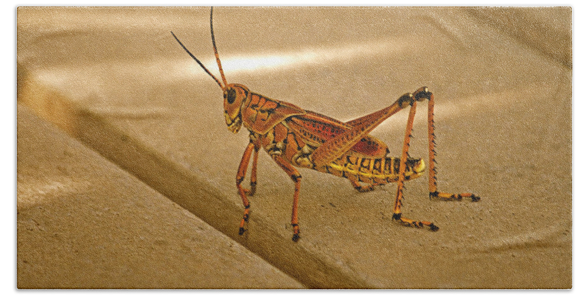 Lubber Grasshopper Bath Towel featuring the photograph 58- Lubber Grasshopper by Joseph Keane