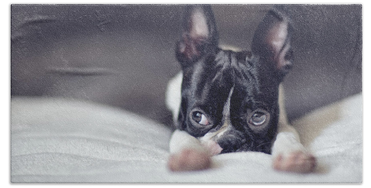 Cute Hand Towel featuring the photograph Boston Terrier Puppy #6 by Nailia Schwarz