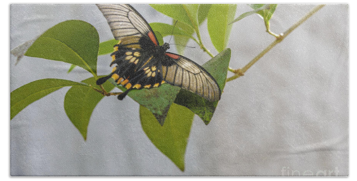Butterfly Wonderland Bath Towel featuring the photograph Butterfly #1 by Richard J Thompson