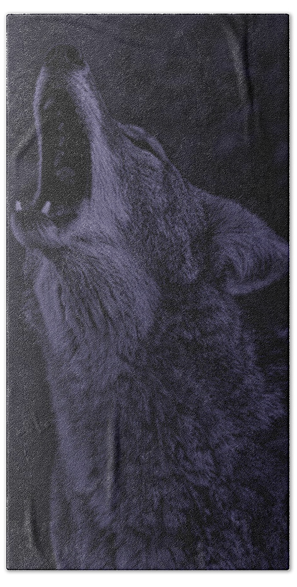 Animal Bath Towel featuring the photograph Coyote #6 by Brian Cross