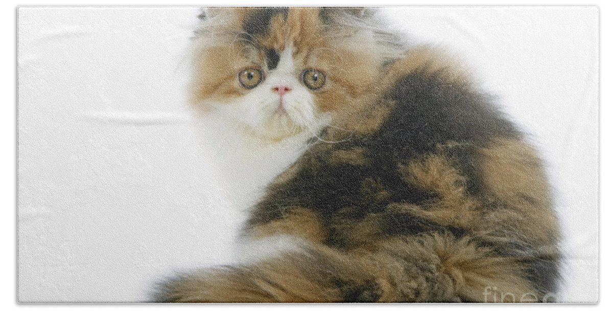 Cat Bath Towel featuring the photograph Persian Cat #6 by Jean-Michel Labat