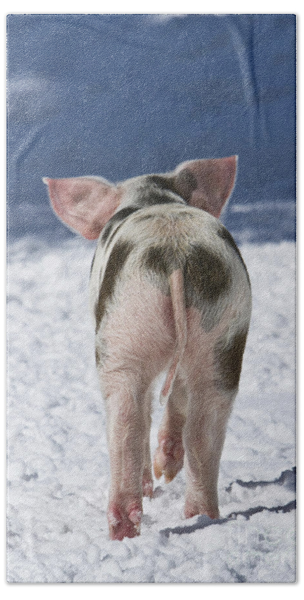 Piglet Bath Towel featuring the photograph Piglet Walking In Snow #6 by Jean-Louis Klein & Marie-Luce Hubert