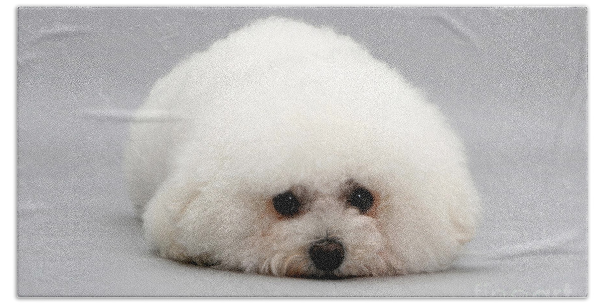 Dog Bath Towel featuring the photograph Bichon Frise by Jane Burton