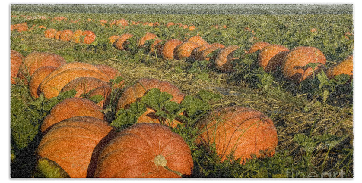 Pumpkins Hand Towel featuring the photograph Big Mac Pumpkins In A Field #7 by Inga Spence