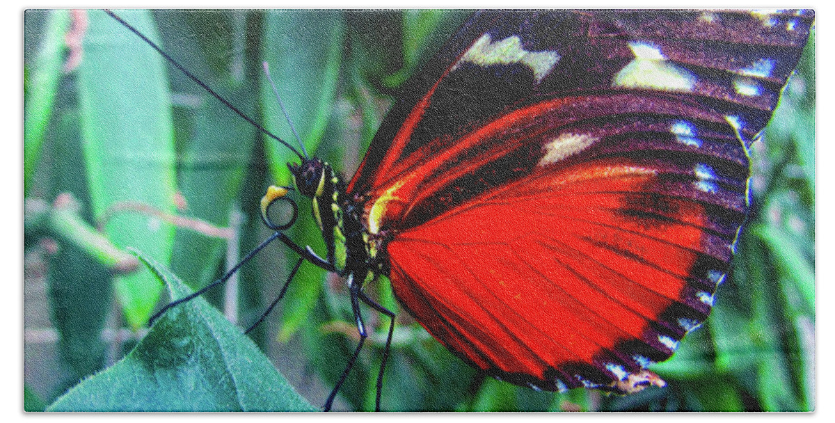Mountain Bath Towel featuring the photograph Butterfly #7 by Cesar Vieira
