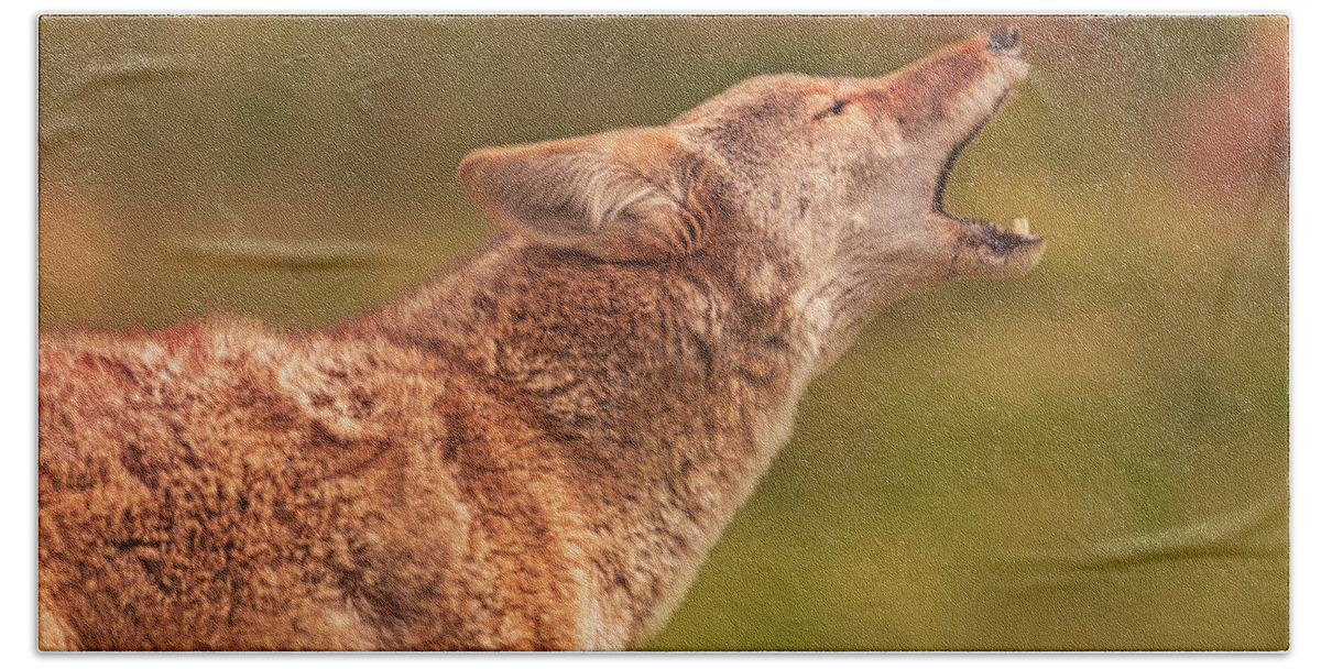 Animal Bath Towel featuring the photograph Coyote #7 by Brian Cross