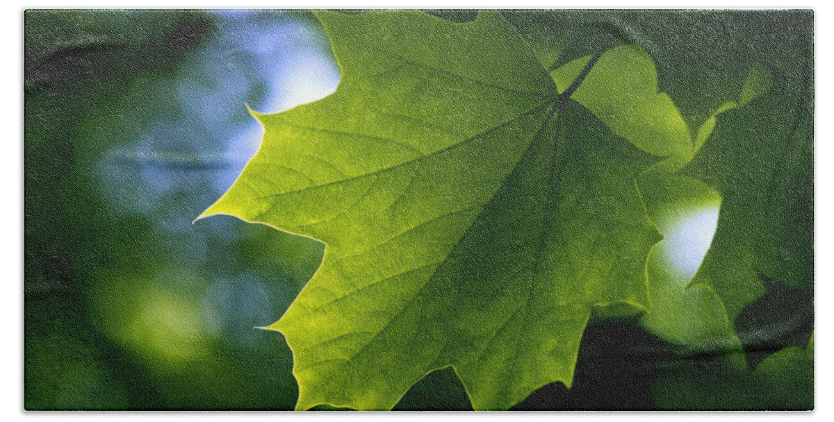 Leaf Bath Towel featuring the photograph Leaf #7 by Jackie Russo